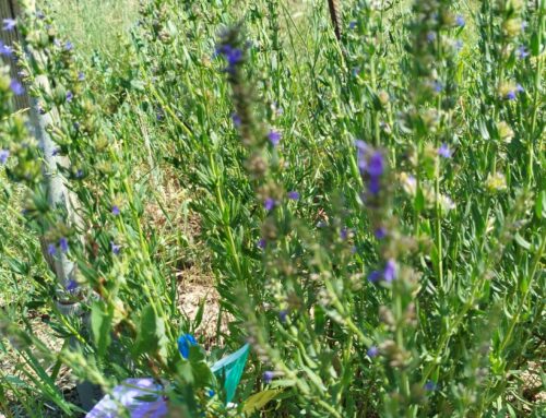 🌿 Hysope : Une plante sacrée plus puissante que la sauge pour purifier un lieu